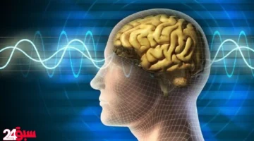 أطعمة شائعة تدمر خلايا الدماغ وتضعف الذاكرة أسرع مما تتخيل